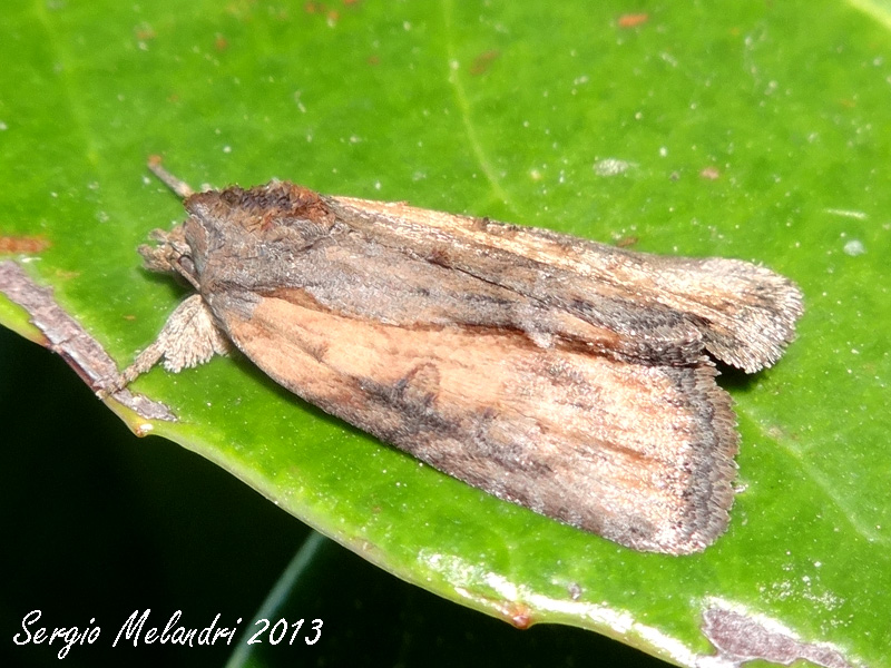 Identificazione - Bryophila (Bryoleuca) raptricula